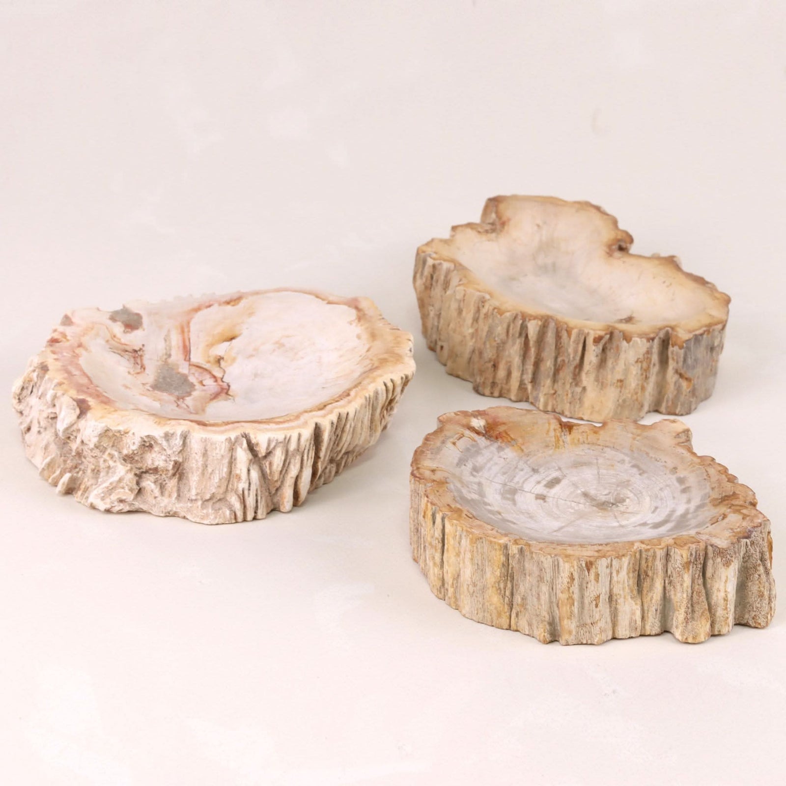 Petrified Wood Catchall Bowl | Decorative Bowl - Cultheir